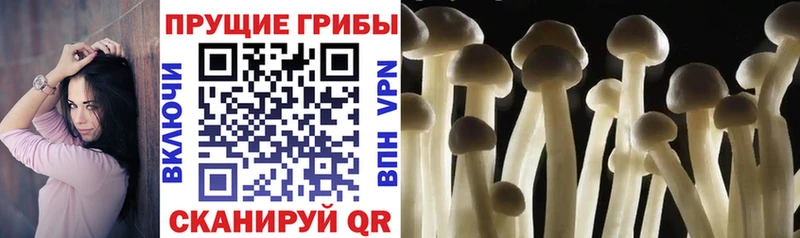 Псилоцибиновые грибы Cubensis  это клад  Заволжск 